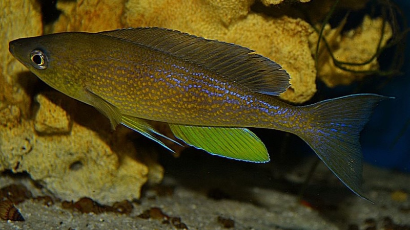 Cyprichromis pavo 'Kantalamba'
